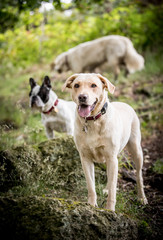 The Golden Labrador