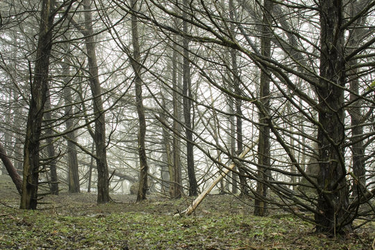 foggy day in the forrest - Powered by Adobe