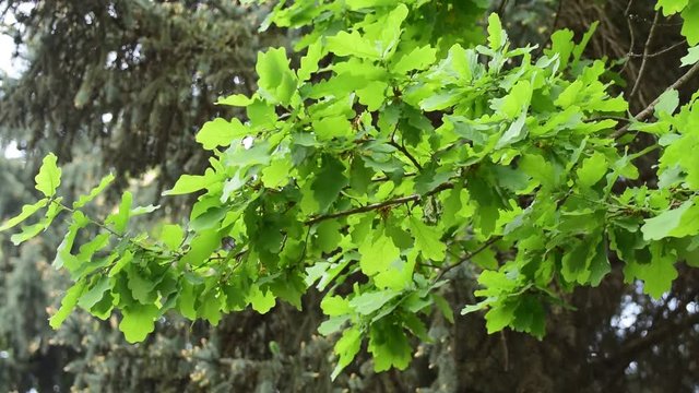 Branches with green leaves of spring oak Quercus robur against blue spruce in foothills of Caucasus
