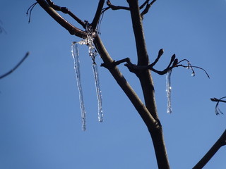 Long icicles on a tree against a blue sky