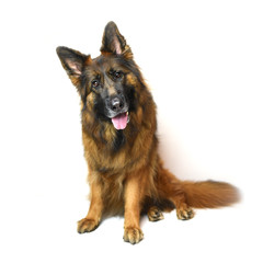 Long coat German Shepherd red and black isolated on white background 