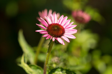 Echinacea