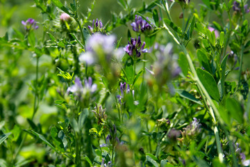 plant, flower, nature, green, leaf, garden, herb, spring, field, summer, grass, flora, leaves, fresh, natural, food, purple, blossom, closeup, thyme, organic, agriculture, flowers, herbal, healthy