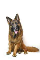 Long coat German Shepherd red and black isolated on white background 