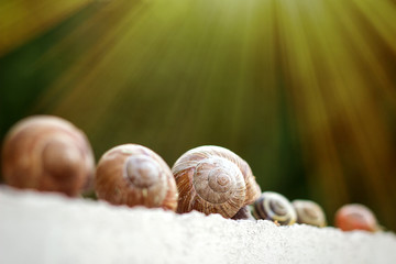 Several snails creep along the fence in the garden