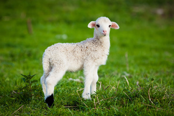 portrait of cute little lamb grazing in green spring meadow