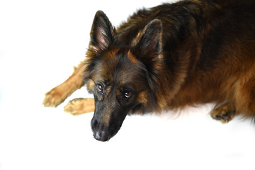 Long coat German Shepherd red and black isolated on white background 