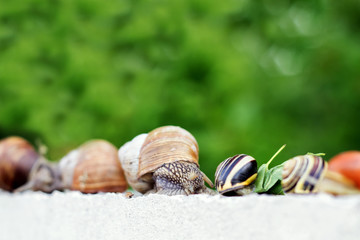 Several snails creep along the fence