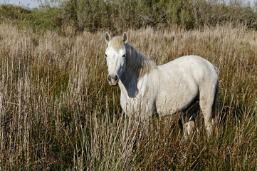 Cheval camarguais