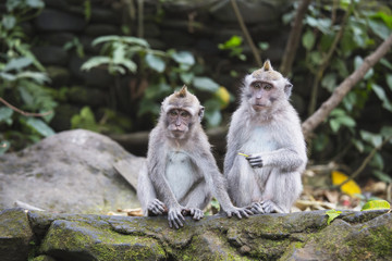 Naklejka na ściany i meble Long tailed macaque monkeys in sacred monkey forest in Ubud,Bali,Indonesia