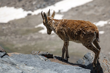 Mountain goat looking to precipice