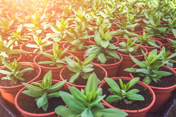 Cultivated ornamental plants in pots at modern greenhouse in sun light
