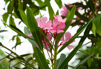 Blooming flowers of pink oleander