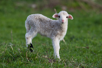 portrait of cute little lamb grazing in green spring meadow