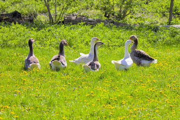 Fototapeta premium Guinea gooses outdoors.