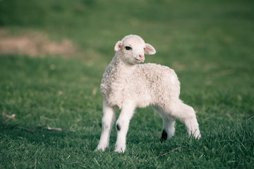 portrait of cute little lamb grazing in green spring meadow