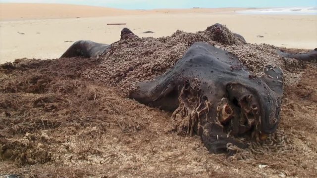 Time Lapse Of Meals Worms, Cabo Polonio