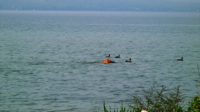 Wide: Dog Chases Ducks Around Lake, WI