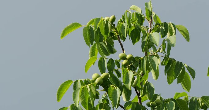 Walnut tree. Green walnuts (Juglans regia) selective focus blue sky in background.