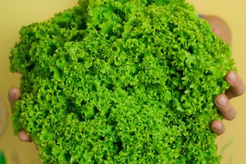 Fototapeta premium Leaves of lettuce in the hands of a woman.
