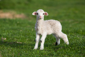 Obraz premium portrait of cute little lamb grazing in green spring meadow