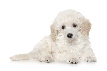 White toy poodle puppy on white background