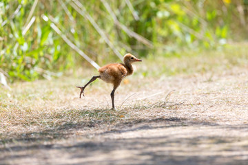 sandhill crane baby