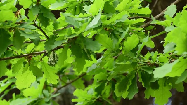 Сlose-up of the spring spring branch of the oak Quercus robur with green leaves on the breeze growing in the foothills of the Caucasus