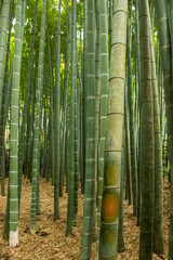 Fototapeta premium Bamboo forest, Japan