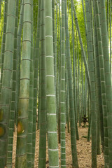 Fototapeta premium Bamboo forest, Japan