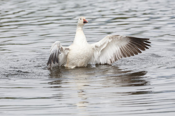 white snow goose