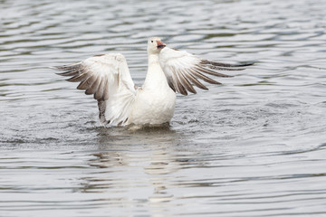 white snow goose