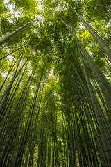 Fototapeta na wymiar Bamboo forest, Japan