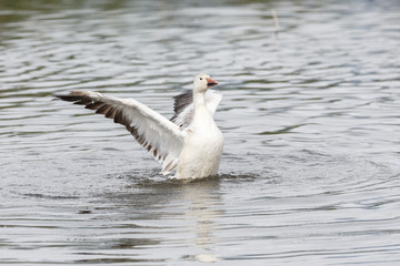 Fototapeta premium white snow goose