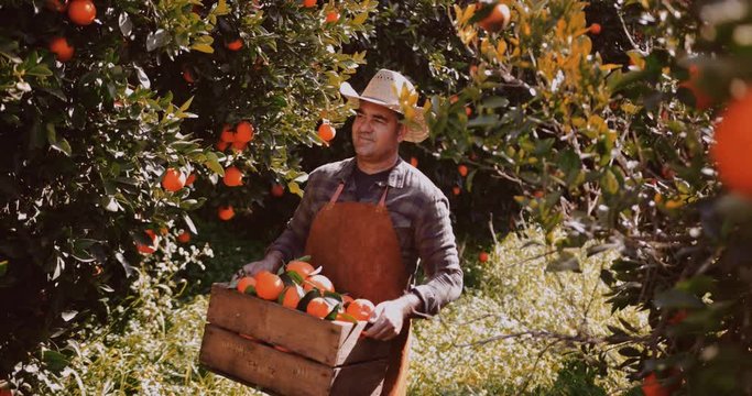 Happy farmer holding wooden basket full of oranges in orchard