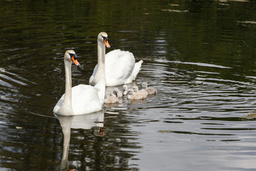 Mute swan baby