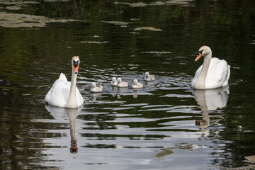 Mute swan baby