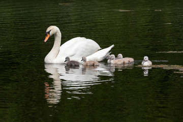 Mute swan baby