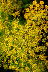 Dill plant and flower as agricultural background. Yellow field of fresh green fennel