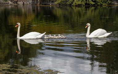 Mute swan baby