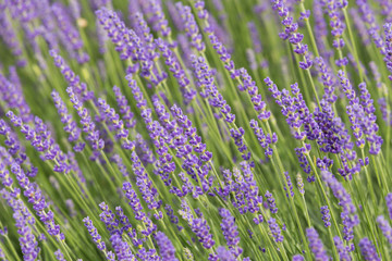 Fototapeta na wymiar flourishing fields of lavender