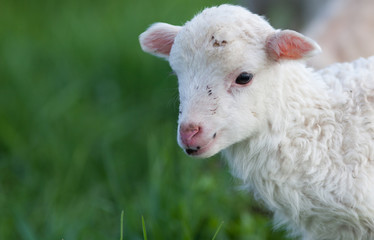 portrait of cute little lamb grazing in green spring meadow