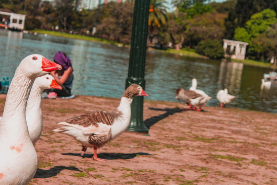 Gansos en parque