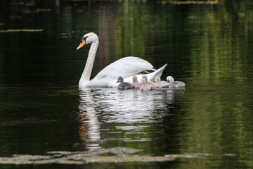 Fototapeta premium Mute swan baby