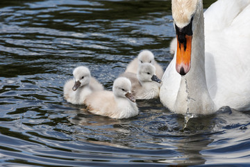 Fototapeta premium Mute swan baby