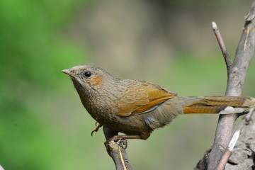 Bird photography in Uttrakhand 