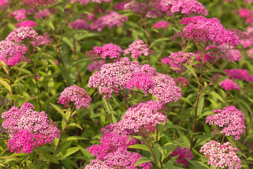 flowering Patagonian verbena