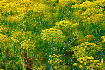 Yellow dill plant and flower as agricultural background sunset. Fresh green fennel