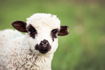 Obraz premium portrait of cute little lamb grazing in green spring meadow