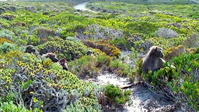 Family Of Baboons In Rural South Africa